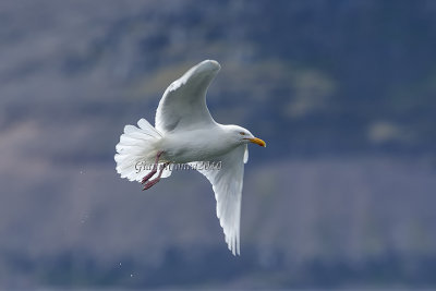 Glaucous Gull