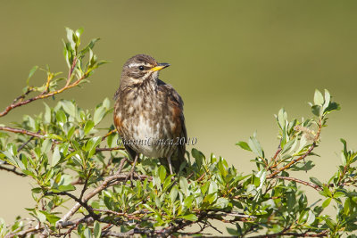 Icelandic Redwing