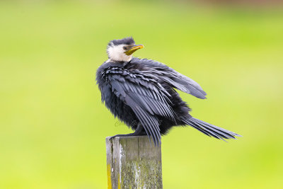 Phalacrocoracidae