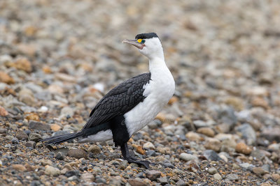 Australian Pied Cormorant