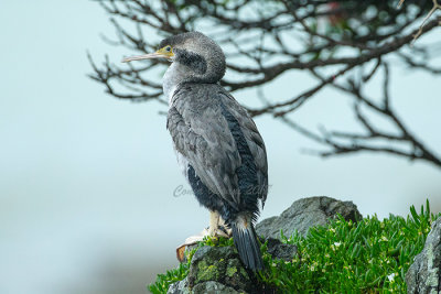 Spotted Shag