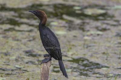Pygmy Cormorant