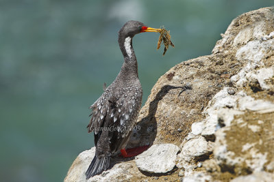 Red-legged Cormorant
