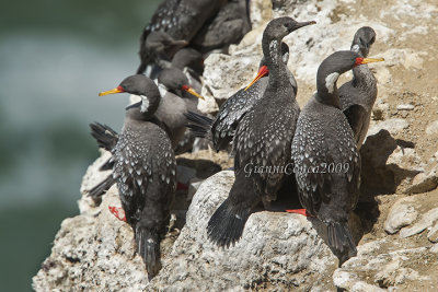 Red-legged Cormorant