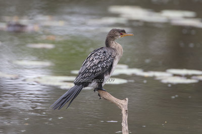 Reed Cormorant