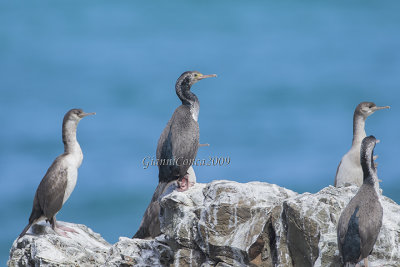 Spotted Shag