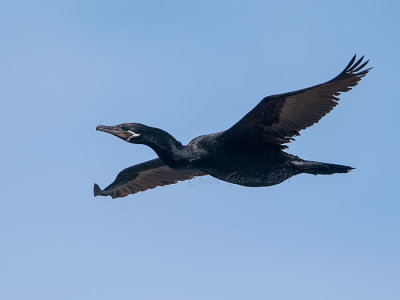 Neotropic Cormorant