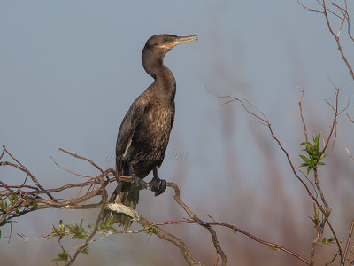 Neotropic Cormorant