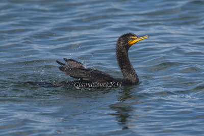 Double-crested Cormorant 