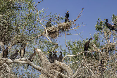 Great Cormorants