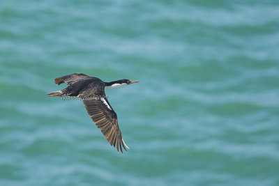 Phalacrocoracidae