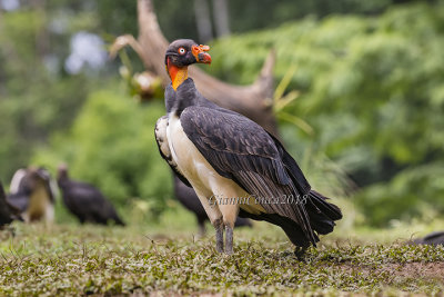 King Vulture (2cy)