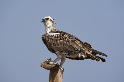 Western Osprey