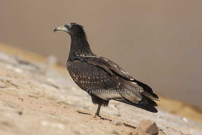 Egyptian Vulture (2cy)