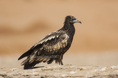 Egyptian Vulture (juv.)