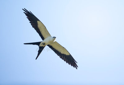 Swallow-tailed Kite