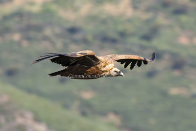 Griffon Vulture
