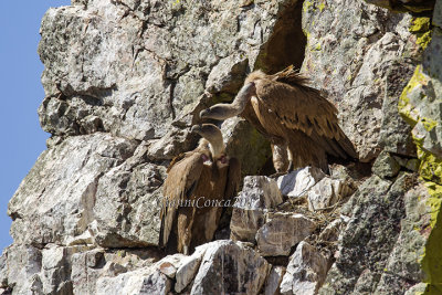 Griffon Vulture