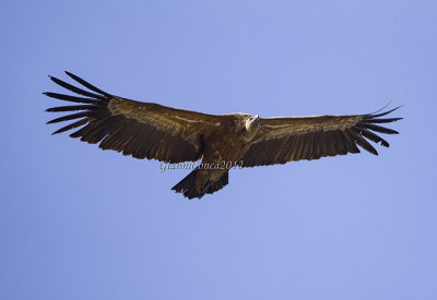 Griffon Vulture