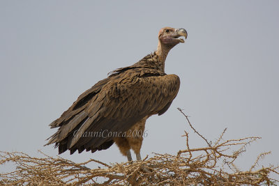 Lappet-faced Vulture
