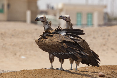 Lappet-faced Vulture