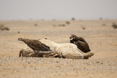 Lappet-faced Vulture