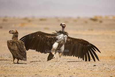 Lappet-faced Vulture