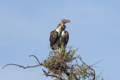 Lappet-faced Vulture