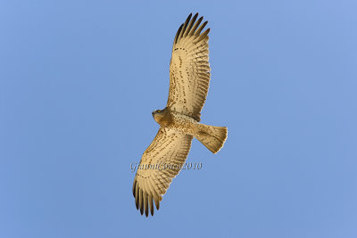 Short-toed Eagle