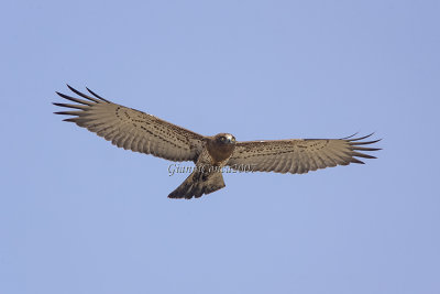 Short-toed Eagle