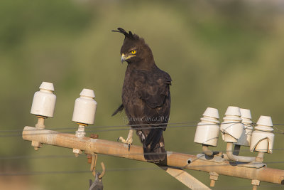 Long-crested Eagle
