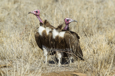 Hooded Vulture