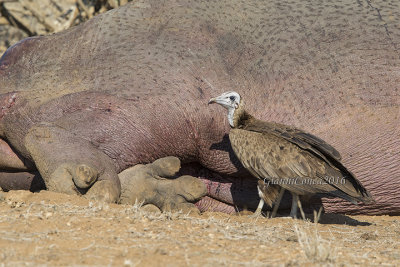 Hooded Vulture (juv.)