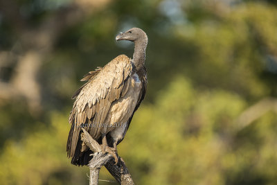 White-backed Vulture