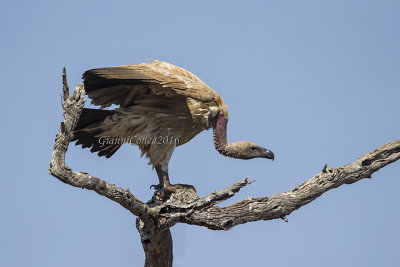 White-backed Vulture