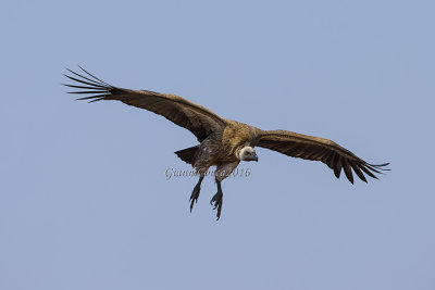 White-backed Vulture