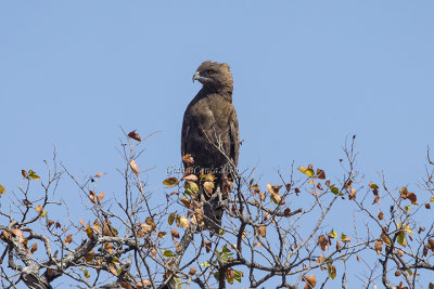 Brown Snake-eagle