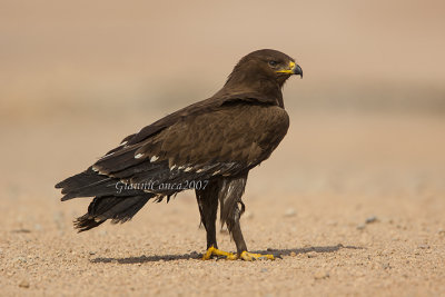 Lesser Spotted Eagle (juv.)