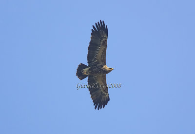 Lesser Spotted Eagle