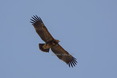 Lesser Spotted Eagle (2cy)