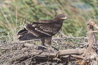 Greater Spotted Eagle (2cy.)