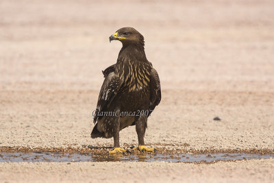 Greater Spotted Eagle (2cy.)