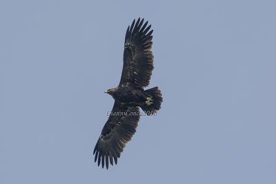 Greater Spotted Eagle (3cy)