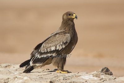 Steppe Eagle (juv.)