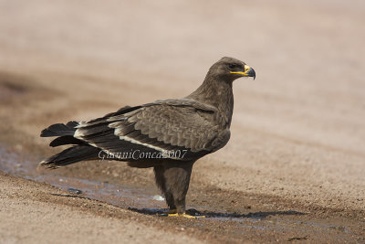 Steppe Eagle (juv.)