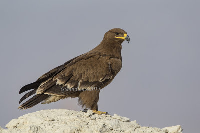 Steppe Eagle (juv.)