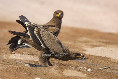 Steppe Eagle (juv.)