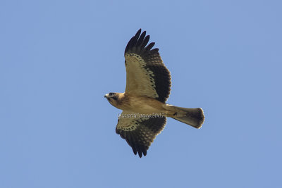 Booted Eagle (juv)