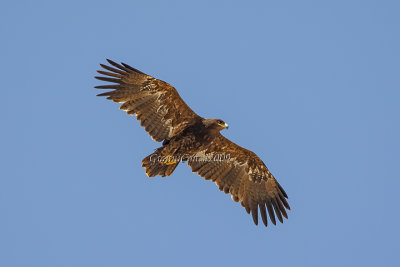 Steppe Eagle (3cy)