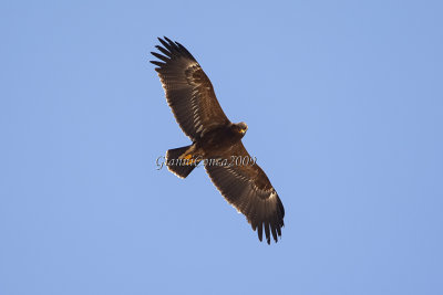 Steppe Eagle (2w.)